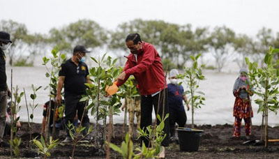  Bersama Masyarakat, Presiden Jokowi Tanam Bibit Mangrove di Pantai Raja Kecik Bengkalis